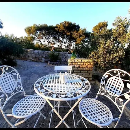 Olive Trees 제제라